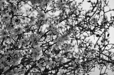 İtalya, Sicilya, kırsal; şeftali ağacı çiçekleri