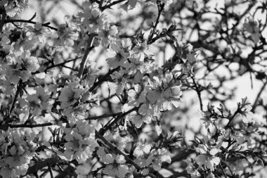 İtalya, Sicilya, kırsal; şeftali ağacı çiçekleri