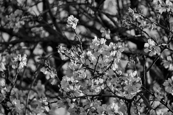 İtalya, Sicilya, kırsal; şeftali ağacı çiçekleri