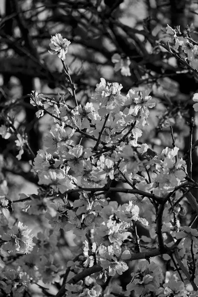 İtalya, Sicilya, kırsal; şeftali ağacı çiçekleri