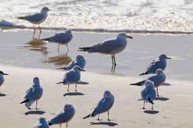 İtalya, Sicilya, Donnalucata (Ragusa Eyaleti), sahilde martılar