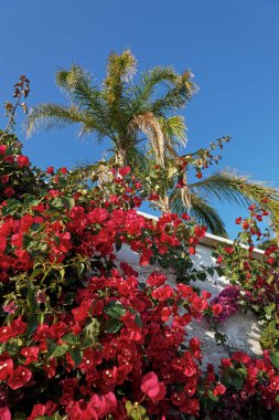 İtalya, Sicilya, kırsal bölgeler, mor buganvileler ve bahçede bir palmiye ağacı.