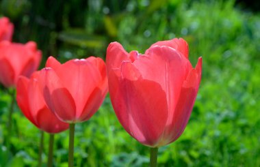 İtalya, Lazio, Manziana (Roma Eyaleti); Bahçedeki kırmızı laleler
