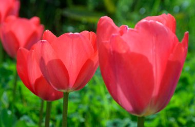 İtalya, Lazio, Manziana (Roma Eyaleti); Bahçedeki kırmızı laleler