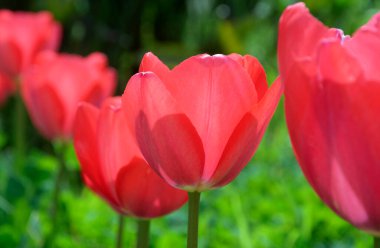 İtalya, Lazio, Manziana (Roma Eyaleti); Bahçedeki kırmızı laleler
