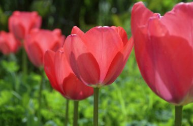 İtalya, Lazio, Manziana (Roma Eyaleti); Bahçedeki kırmızı laleler