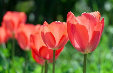 İtalya, Lazio, Manziana (Roma Eyaleti); Bahçedeki kırmızı laleler
