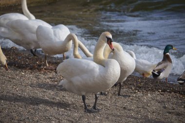 İtalya, Bracciano Gölü (Roma), göl kenarındaki güvercinler ve kuğular