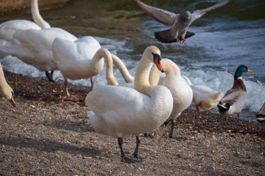 İtalya, Bracciano Gölü (Roma), göl kenarındaki güvercinler ve kuğular