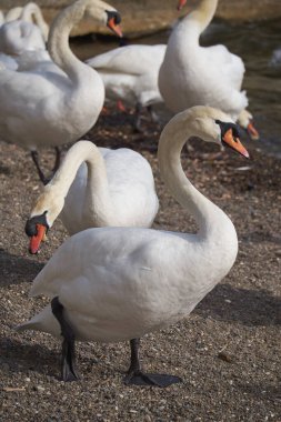 İtalya, Bracciano Gölü (Roma), Kuğu Gölü