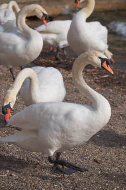 İtalya, Bracciano Gölü (Roma), Kuğu Gölü