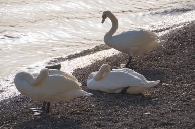 İtalya, Bracciano Gölü (Roma), Kuğu Gölü