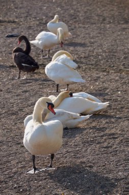 İtalya, Bracciano Gölü (Roma), Kuğu Gölü