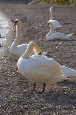 İtalya, Bracciano Gölü (Roma), Kuğu Gölü