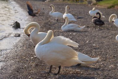 İtalya, Bracciano Gölü (Roma), Kuğu Gölü