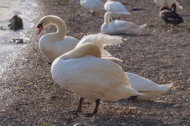 İtalya, Bracciano Gölü (Roma), Kuğu Gölü