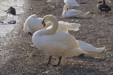 İtalya, Bracciano Gölü (Roma), Kuğu Gölü