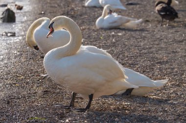 İtalya, Bracciano Gölü (Roma), Kuğu Gölü