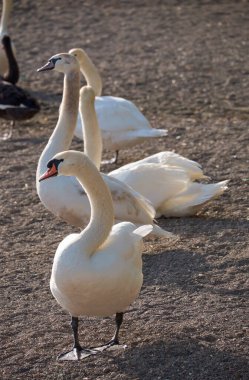 İtalya, Bracciano Gölü (Roma), Kuğu Gölü