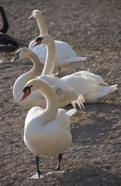 İtalya, Bracciano Gölü (Roma), Kuğu Gölü