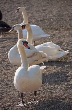 İtalya, Bracciano Gölü (Roma), Kuğu Gölü