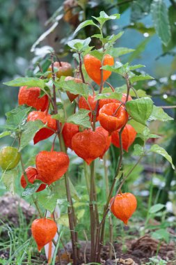 İtalya, Lazio, Manziana (Roma); Bahçedeki Çin Feneri bitkisi