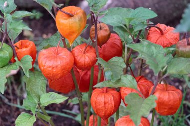 İtalya, Lazio, Manziana (Roma); Bahçedeki Çin Feneri bitkisi