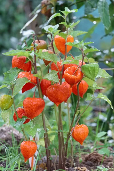 İtalya, Lazio, Manziana (Roma); Bahçedeki Çin Feneri bitkisi