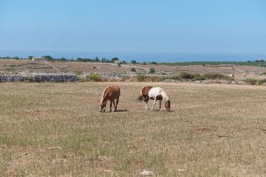 İtalya, Sicilya, Ragusa (Ragusa Eyaleti), kırsal kesimde atlar