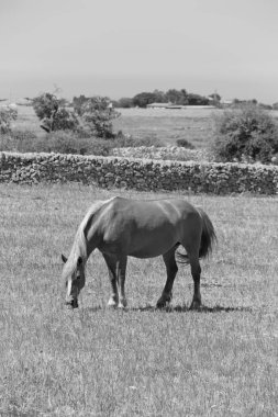 İtalya, Sicilya, Ragusa (Ragusa Eyaleti), kırsal kesimde at