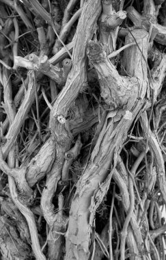 İtalya, Sicilya, bahçedeki kuru ağaç dalları.