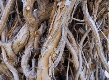 İtalya, Sicilya, bahçedeki kuru ağaç dalları.