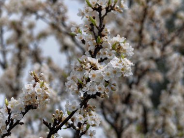 İtalya, Sicilya, kırsal, şeftali ağacı çiçekleri
