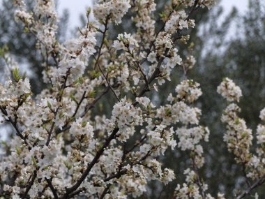 İtalya, Sicilya, kırsal, şeftali ağacı çiçekleri