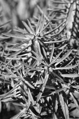 İtalya, Sicilya, bahçedeki sulu bitkiler.