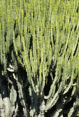 İtalya, Sicilya, bahçedeki sulu bitkiler.