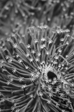 Filipinler, Balicasag Adası, yumuşak mercan polip - Film tarama