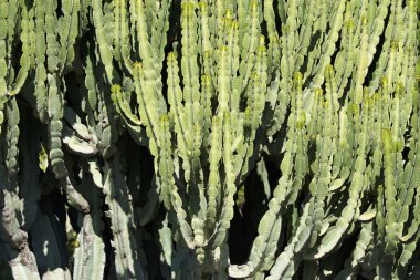 İtalya, Sicilya, bahçedeki sulu bitkiler.