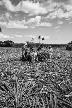 Fiji Islands, Viti Levu Isl.; 29 January 2001, countryside, fijan people harvesting sugar cane in a field (FILM SCAN) - EDITORIAL clipart