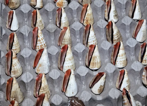 Fjij ostrovy, ostrovy Viti Levu, tropické mořské mušle pro prodej na místním trhu - Film Scan — Stock fotografie