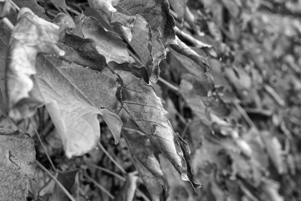 Italien, Landschaft, Herbstblätter — Stockfoto