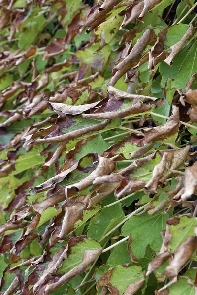 Italia, Lacio, campo, hojas de otoño —  Fotos de Stock