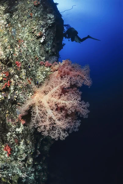 SUDAN, Red Sea, U.W. photo, tropical alcyonarian (soft coral) and a diver - FILM SCAN — Stock Photo, Image