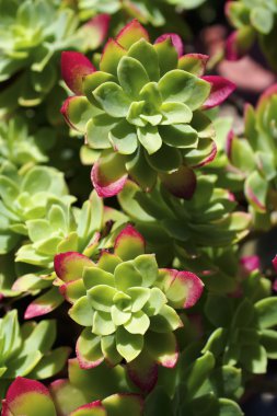 İtalya, Sicilya, bahçedeki sulu bitkiler.