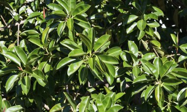 İtalya, Sicilya, Akdeniz ficus ağacında (ficus robusta) bir Bahçe