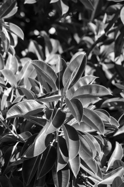 İtalya, Sicilya, Akdeniz ficus ağacında (ficus robusta) bir Bahçe