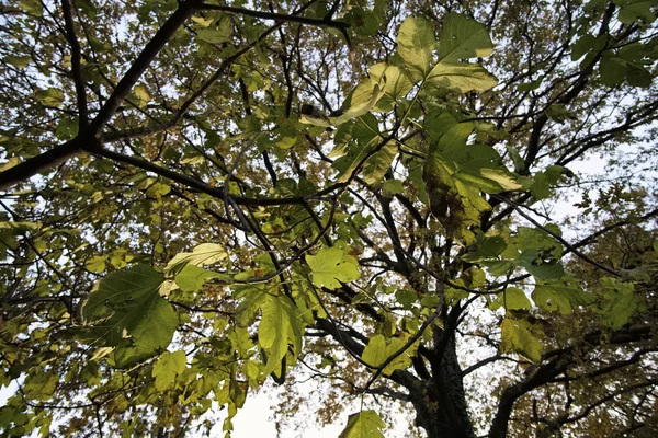 Italy, Lazio, countryside, figs tree leaves in autumn — Stock Photo, Image