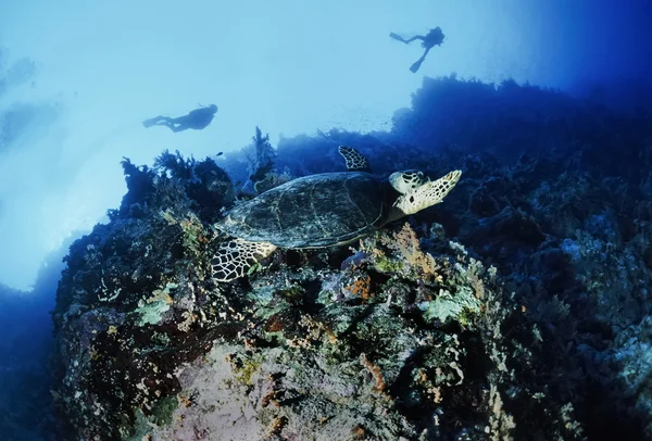 Sudan, röda havet, U.W. foto, havssköldpadda (Caretta caretta) - Film Scan — Stockfoto