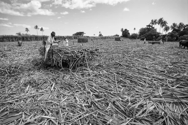 Îles Fidji, île Viti Levu. ; 29 janvier 2001, campagne, fijan personnes récoltant de la canne à sucre dans un champ (FILM SCAN) - ÉDITORIAL — Photo