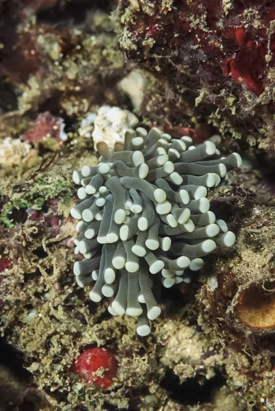 FILIPINAS, Ilha de Balicasag, U.W. foto, anemonefish tropical - FILM SCAN — Fotografia de Stock